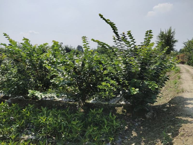 紫荆，丛生紫荆，巴杆红基地，四川紫荆价格，成都紫荆批发