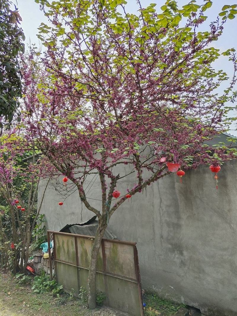 紫荆，丛生紫荆，巴杆红基地，四川紫荆价格，成都紫荆批发