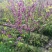 紫荆，丛生紫荆，巴杆红基地，四川紫荆价格，成都紫荆批发