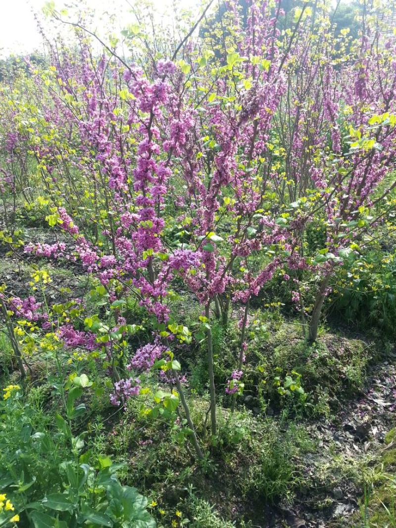 紫荆，丛生紫荆，巴杆红基地，四川紫荆价格，成都紫荆批发