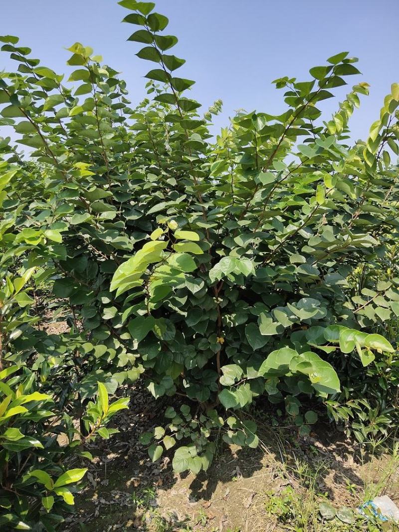 紫荆，丛生紫荆，巴杆红基地，四川紫荆价格，成都紫荆批发
