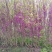 紫荆，丛生紫荆，巴杆红基地，四川紫荆价格，成都紫荆批发
