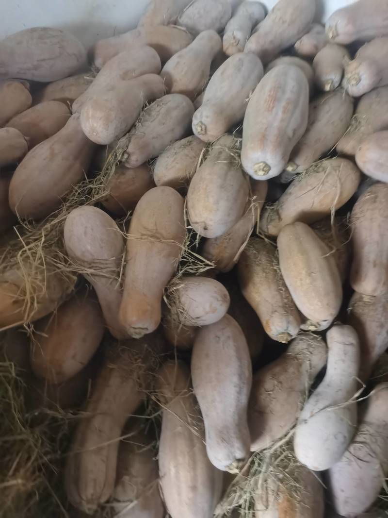 精品密本南瓜，诚信经营，质量优良，优质客户不二的选择。
