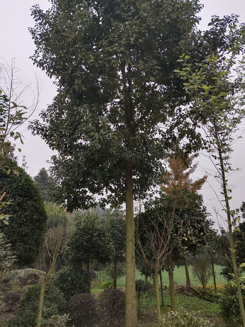 香樟树，大叶香樟，樟树基地，四川香樟价格，成都香樟批发