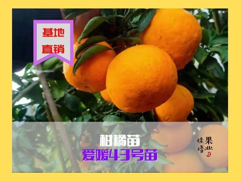 爱媛43号柑橘苗中晚熟杂柑品种，5年店铺，四川果苗基地