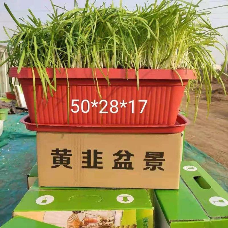 黄韭盆景，室内水培，自己种菜，吃着放心