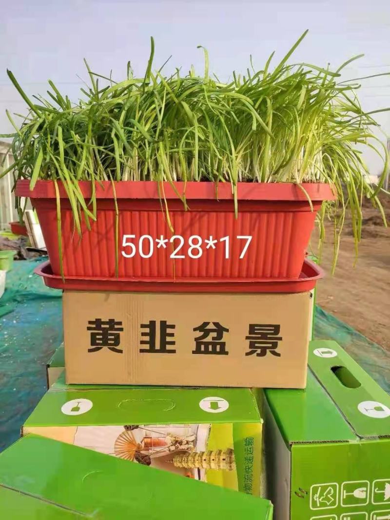 黄韭盆景，室内水培，自己种菜，吃着放心