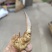 安徽大别山多花黄精种苗根茎种芽花盆盆栽