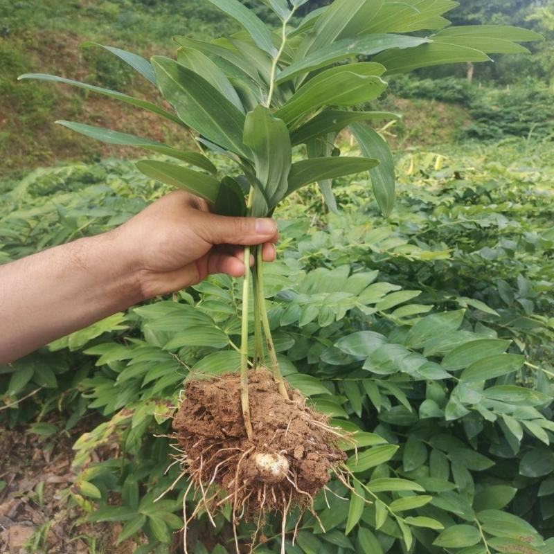 安徽大别山多花黄精种苗根茎种芽花盆盆栽