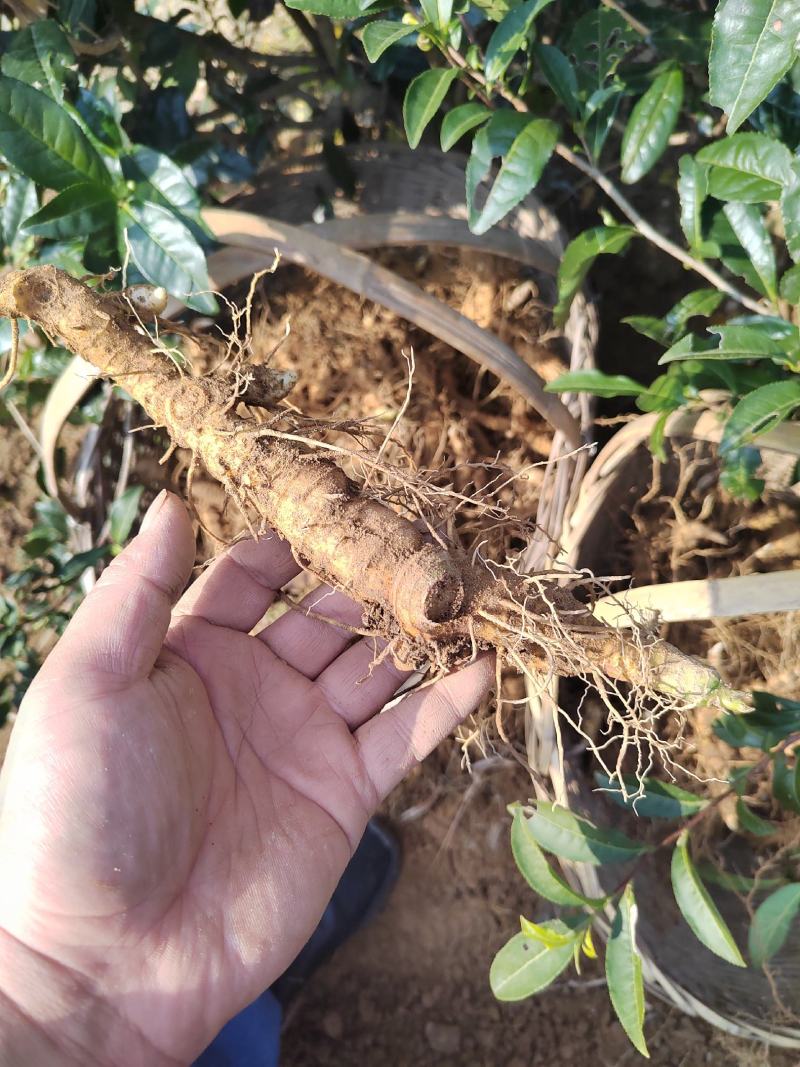 安徽大别山多花黄精种苗根茎种芽花盆盆栽
