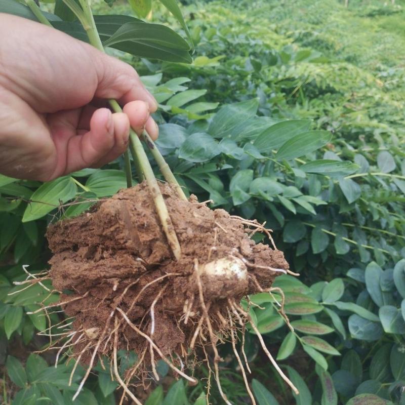 安徽大别山多花黄精种苗根茎种芽花盆盆栽