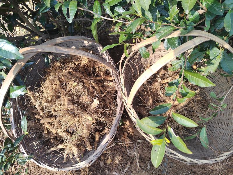 安徽大别山多花黄精种苗根茎种芽花盆盆栽