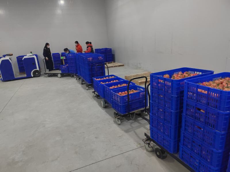 【西红柿】安徽硬粉西红柿产地直销可视频看货供应全国