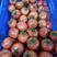 【西红柿】安徽硬粉西红柿产地直销可视频看货供应全国