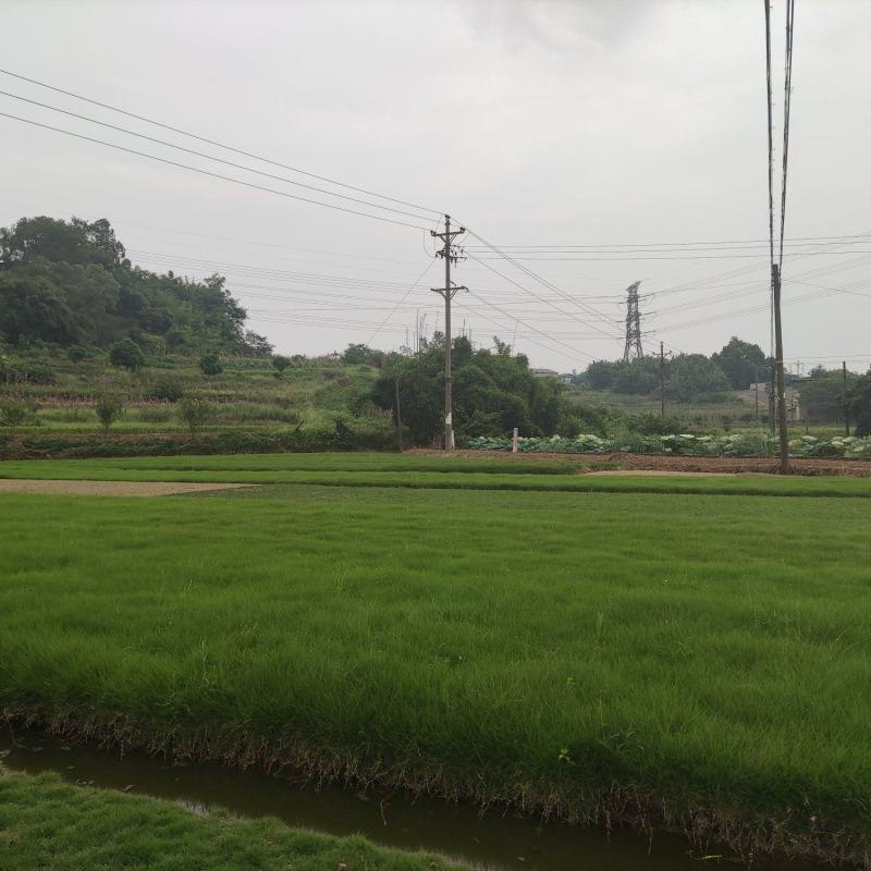 本公司自有基地常年销售台湾草，品质上乘，量大从优！