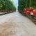 【西红柿】基地直供无土栽培雄蜂授粉，玻璃温室大棚种植