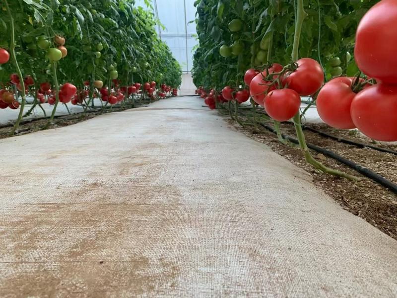 【西红柿】基地直供无土栽培雄蜂授粉，玻璃温室大棚种植