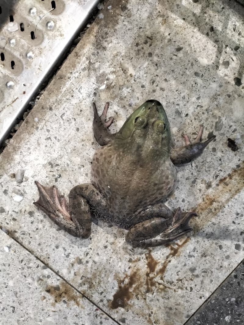 牛蛙