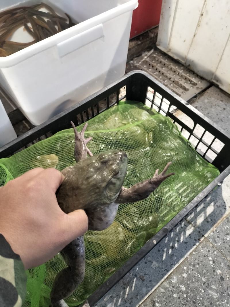 牛蛙