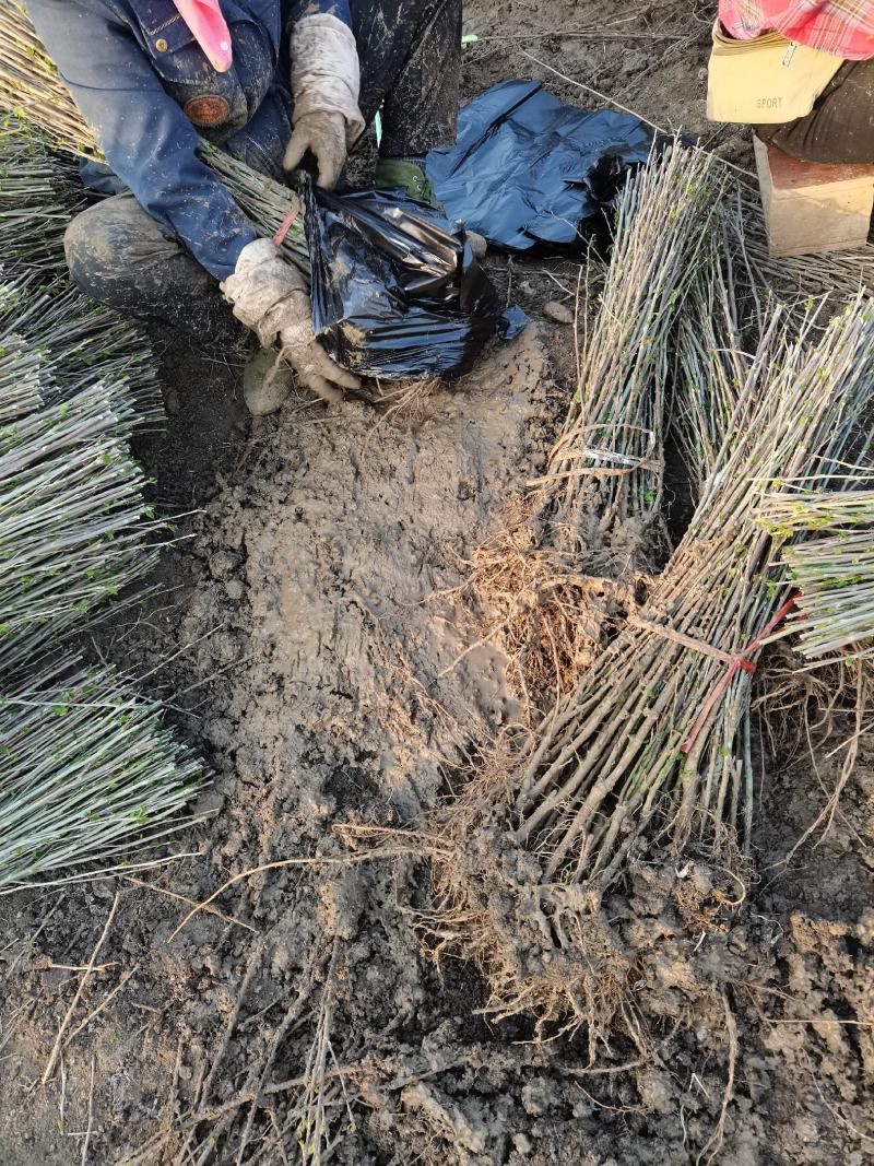1米高度木槿苗大小规格齐全现挖现卖保鲜发货
