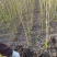 1米高度木槿苗大小规格齐全现挖现卖保鲜发货