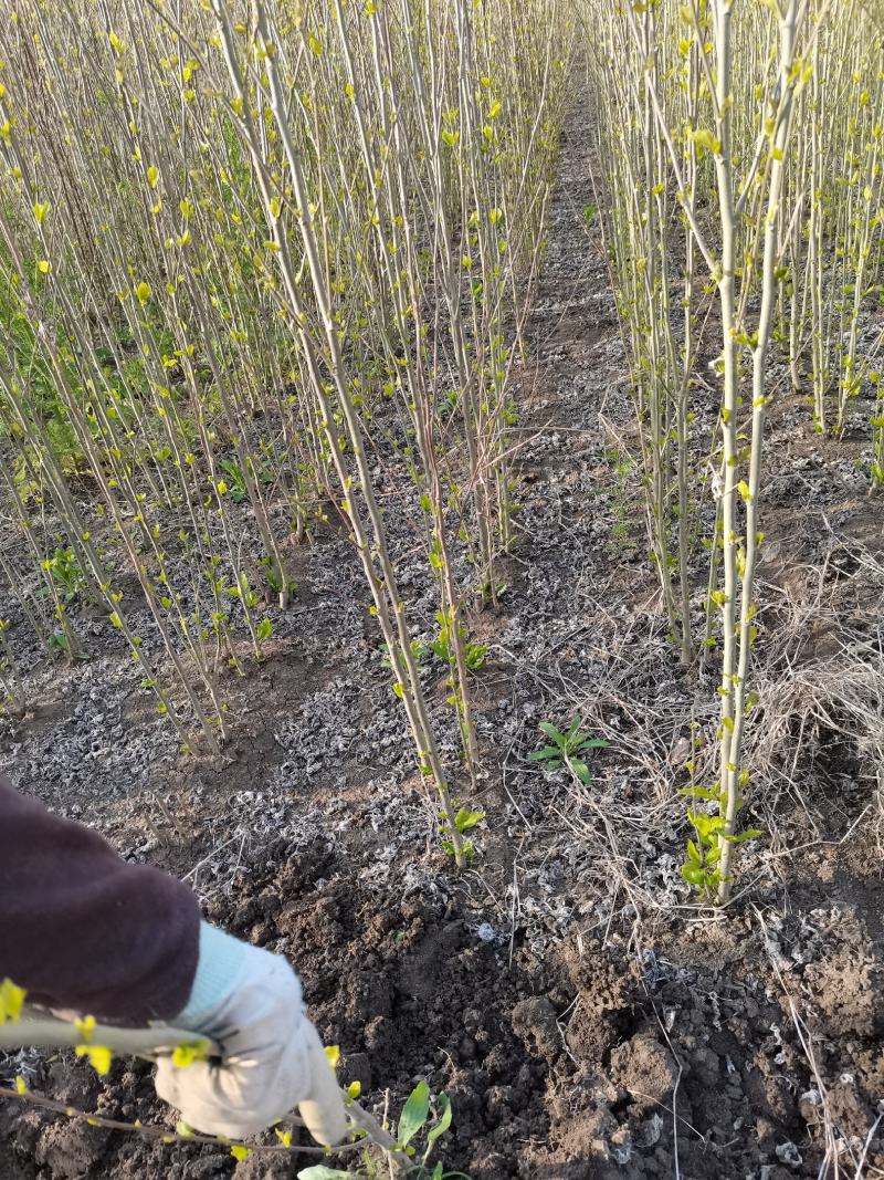 1米高度木槿苗大小规格齐全现挖现卖保鲜发货