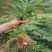 大别山多花黄精种苗老虎姜黄精倒苗100棵起售花卉盆栽