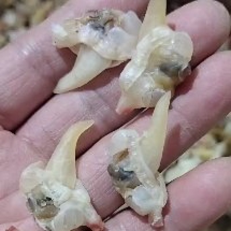 花蛤肉干去内脏无沙的，8.9成干度收拾的很干净一手货源