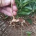 大别山多花黄精种苗老虎姜黄精倒苗100棵起售花卉盆栽