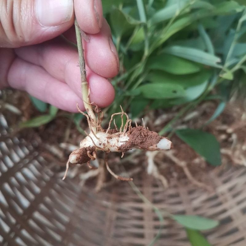 大别山多花黄精种苗老虎姜黄精倒苗100棵起售花卉盆栽