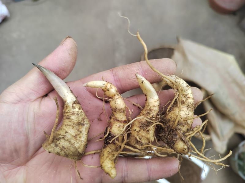 大别山多花黄精种苗老虎姜黄精倒苗100棵起售花卉盆栽