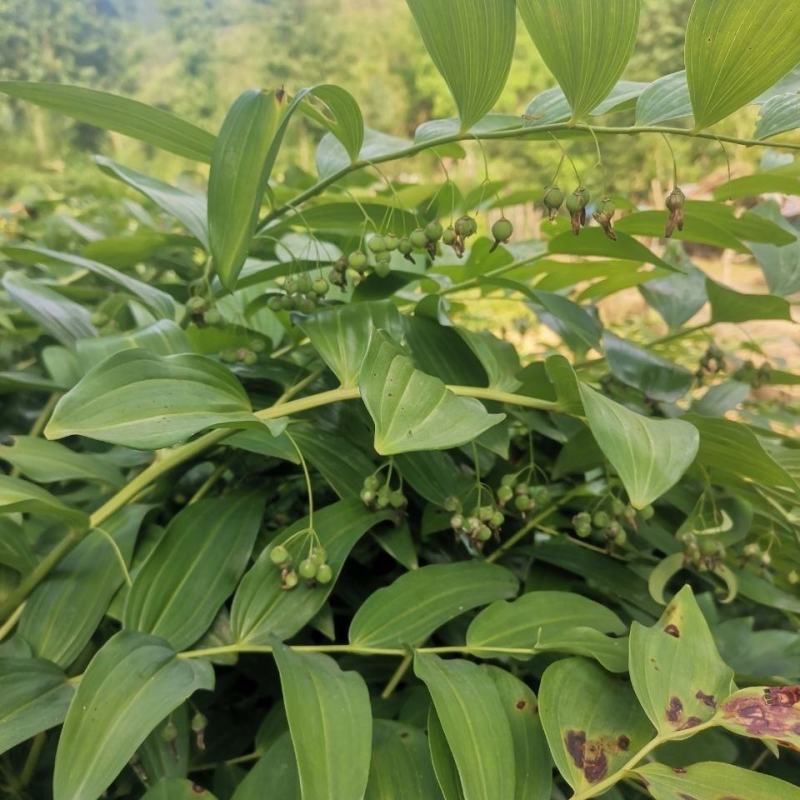 大别山多花黄精种苗老虎姜黄精倒苗100棵起售花卉盆栽