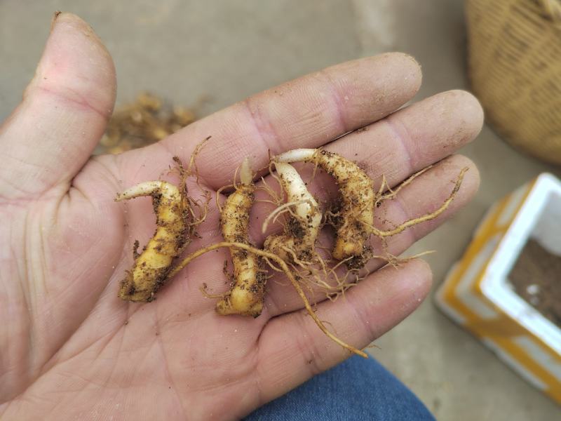 大别山多花黄精种苗老虎姜黄精倒苗100棵起售花卉盆栽