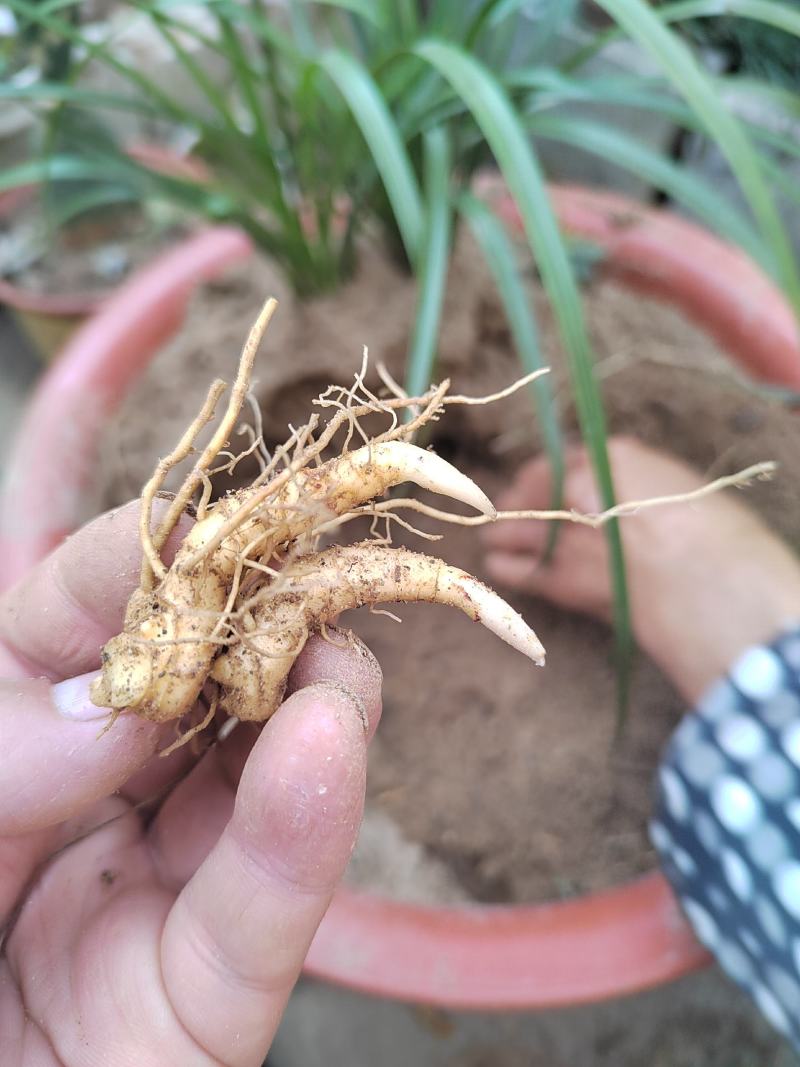 大别山多花黄精种苗老虎姜黄精倒苗100棵起售花卉盆栽