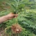 大别山多花黄精种苗老虎姜黄精倒苗100棵起售花卉盆栽