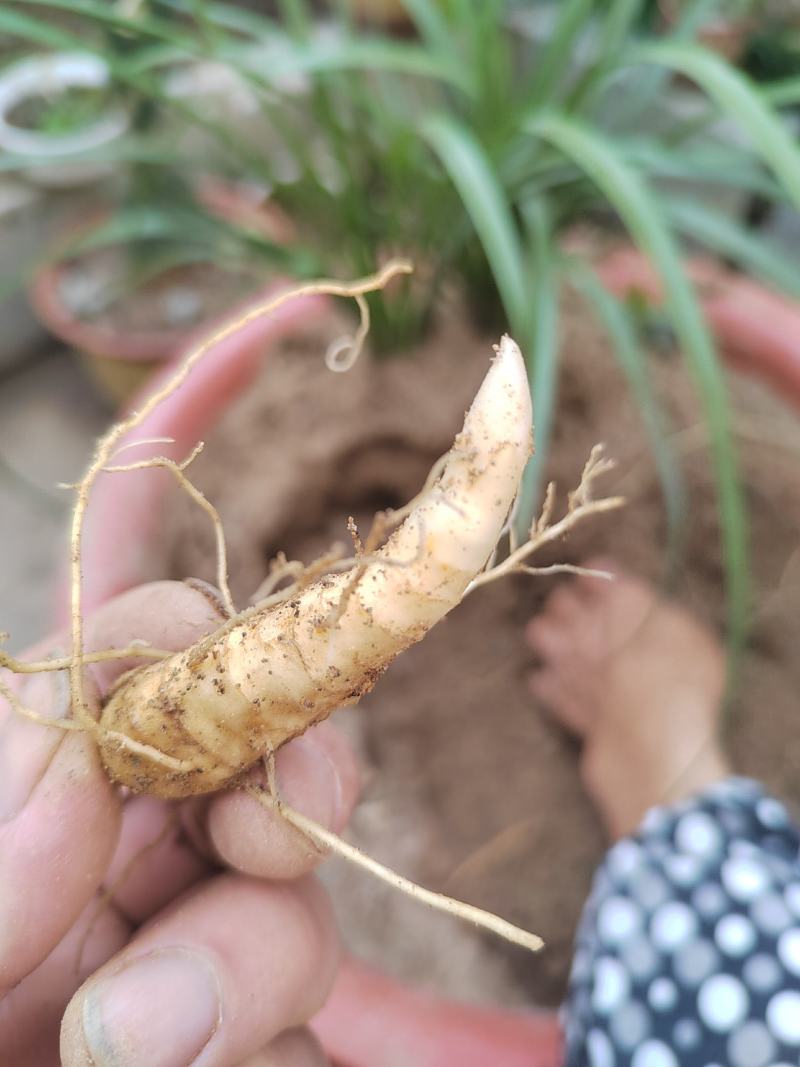 大别山多花黄精种苗老虎姜黄精倒苗100棵起售花卉盆栽