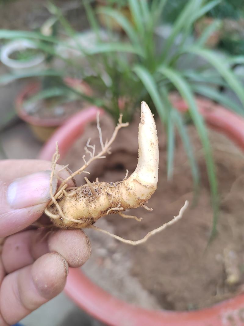 大别山多花黄精种苗老虎姜黄精倒苗100棵起售花卉盆栽