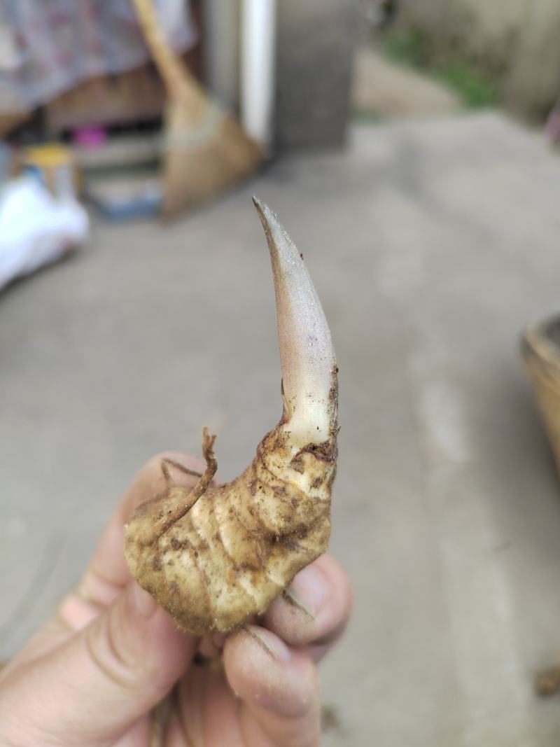 大别山多花黄精种苗老虎姜黄精倒苗100棵起售花卉盆栽