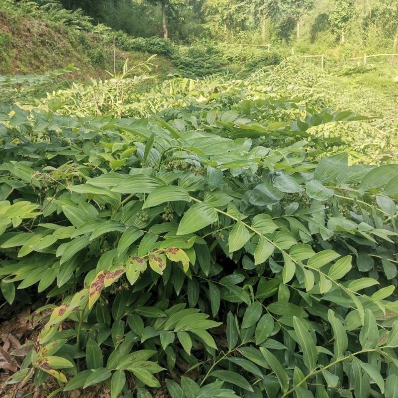 大别山多花黄精种苗老虎姜黄精倒苗100棵起售花卉盆栽