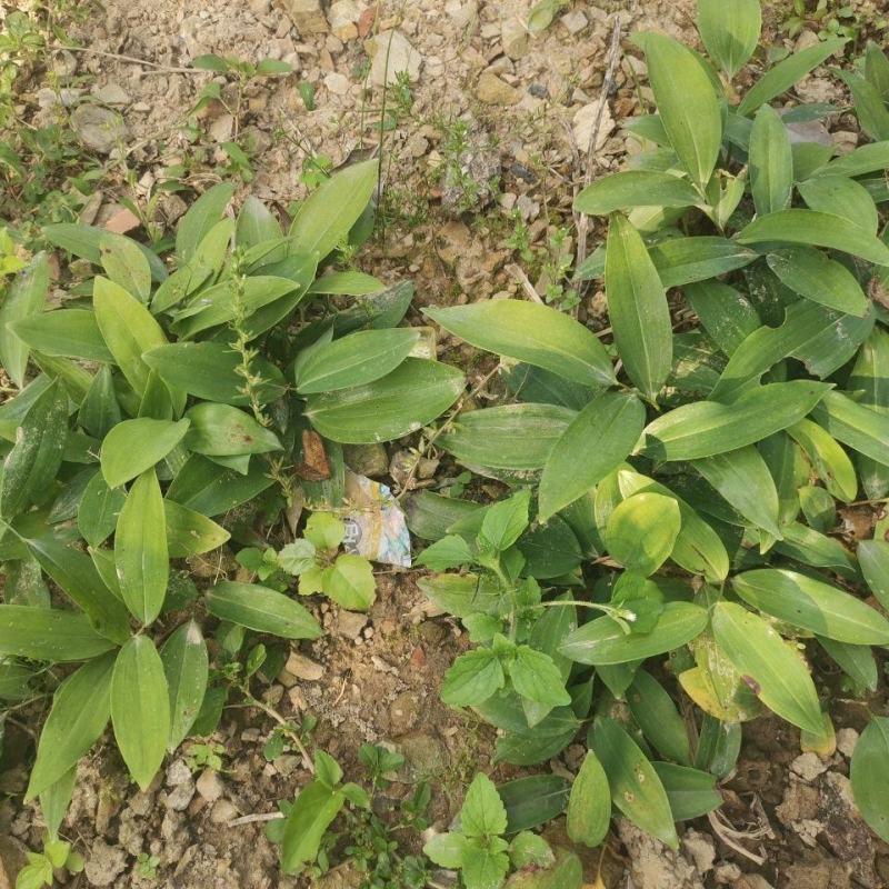 大别山多花黄精种苗老虎姜黄精倒苗100棵起售花卉盆栽