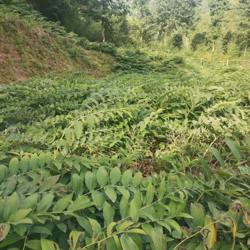 大别山多花黄精种苗老虎姜黄精倒苗100棵起售花卉盆栽