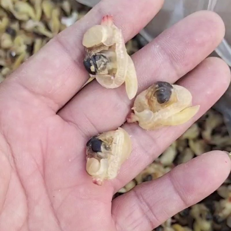 花蛤肉干去内脏无沙的，8.9成干度收拾的很干净一手货源