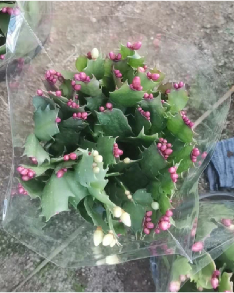 180#蟹爪兰带花苞档口货基地批发整箱装包上车价优