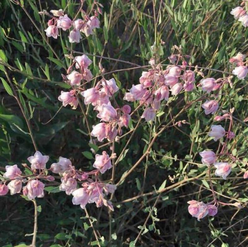 野生罗布麻种子别称红麻茶叶花红柳子药材种子