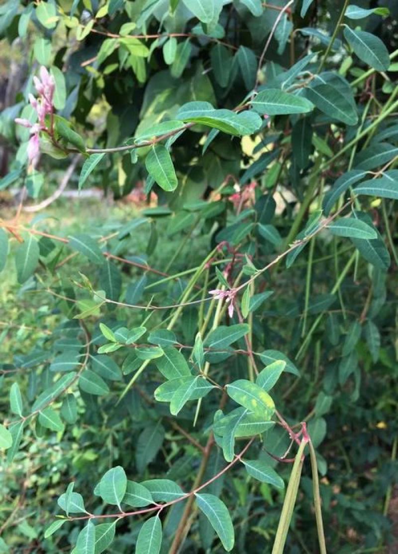 野生罗布麻种子别称红麻茶叶花红柳子药材种子
