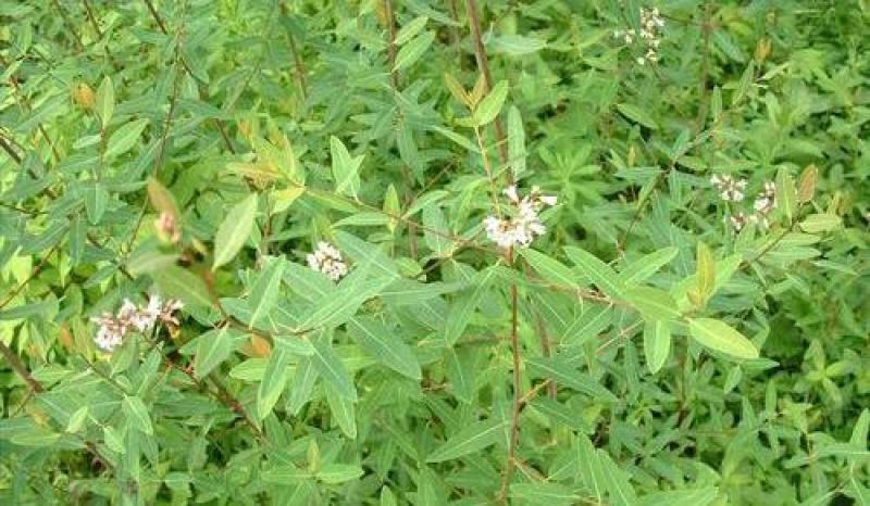 野生罗布麻种子别称红麻茶叶花红柳子药材种子