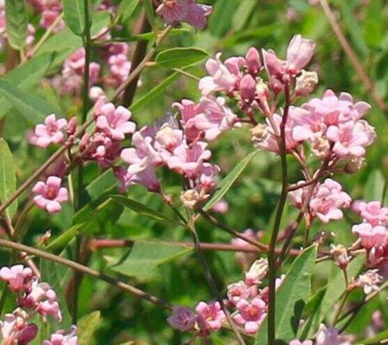 野生罗布麻种子别称红麻茶叶花红柳子药材种子