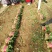 单县大棚菠菜大量上市，欢迎各大平台和商超合作