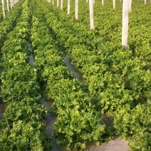 精品生菜颜色好质量优，可供超市发往全国各地