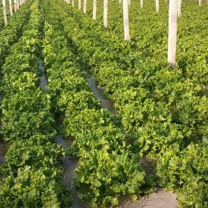 精品生菜颜色好质量优，可供超市发往全国各地